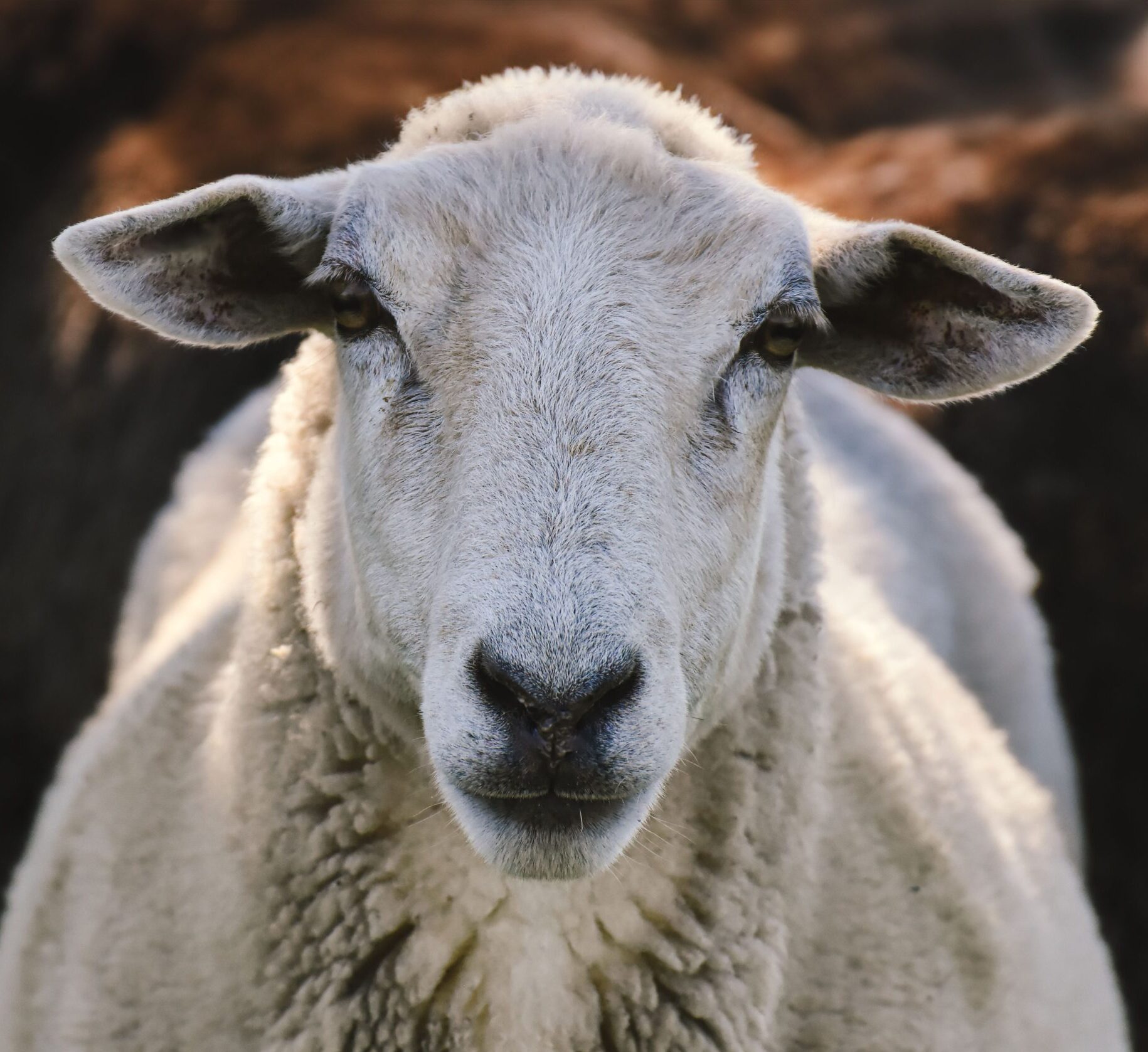 Lammas